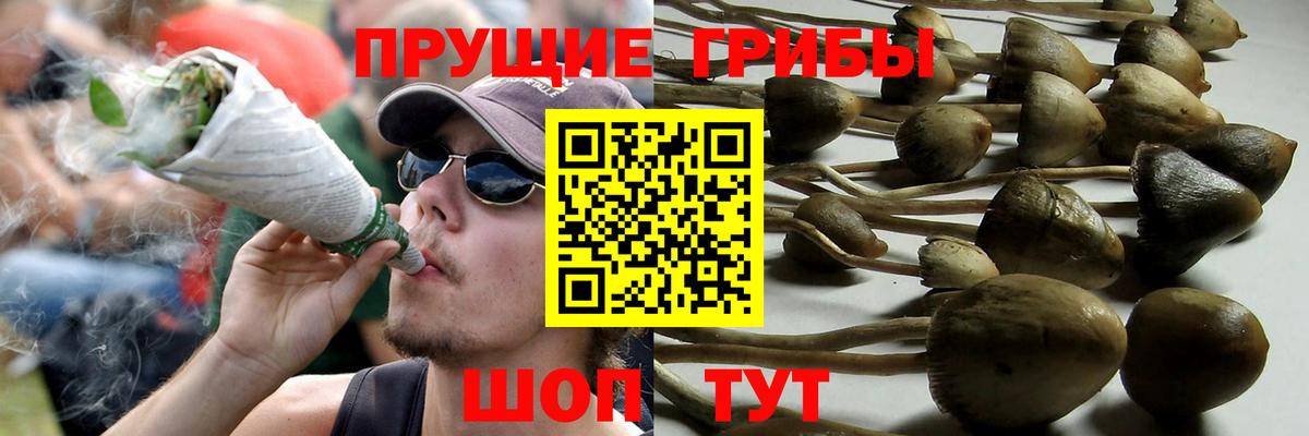 Галлюциногенные грибы ЛСД  Беслан  Псилоцибиновые грибы Psilocybe 
